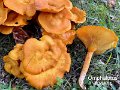 Omphalotus illudens-amf803-1